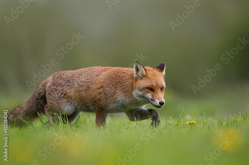 Red fox walking in a field of grass and flowers