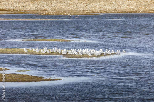 Kittwake birds diving in Svalbard photo