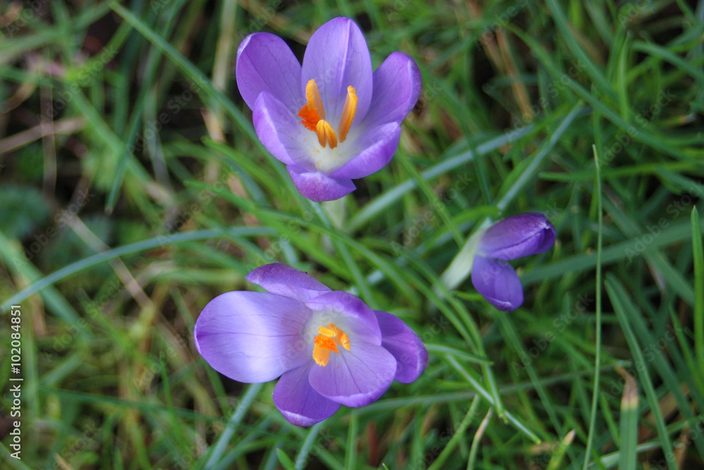 erster Krokus erster Krokus
