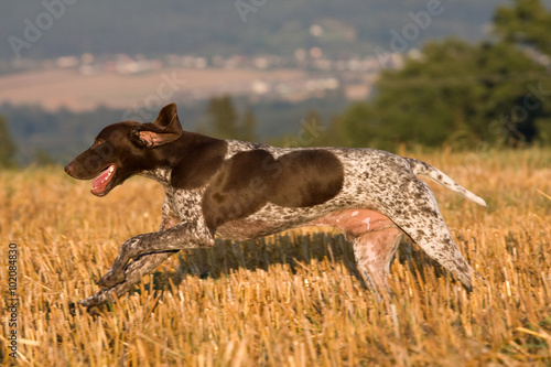 Running German shorthaired pointer in a field