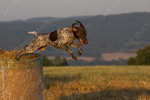 Jumping German shorthaired pointer
