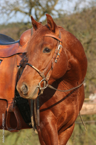 Portrait of sorrel horse