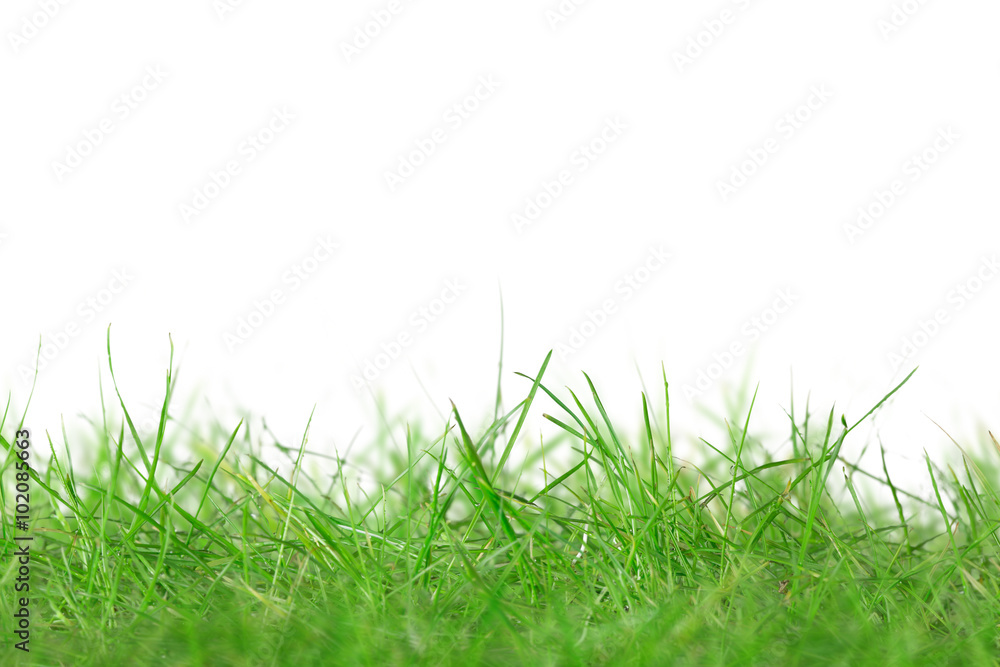 Obraz premium Green grass isolated