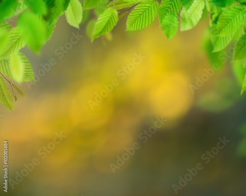 Background of green leaves