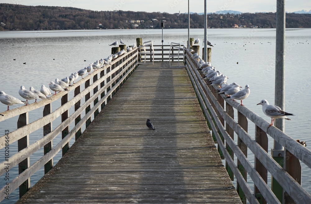 Fototapeta premium Steg mit Möwen am Starnberger See im Winter 