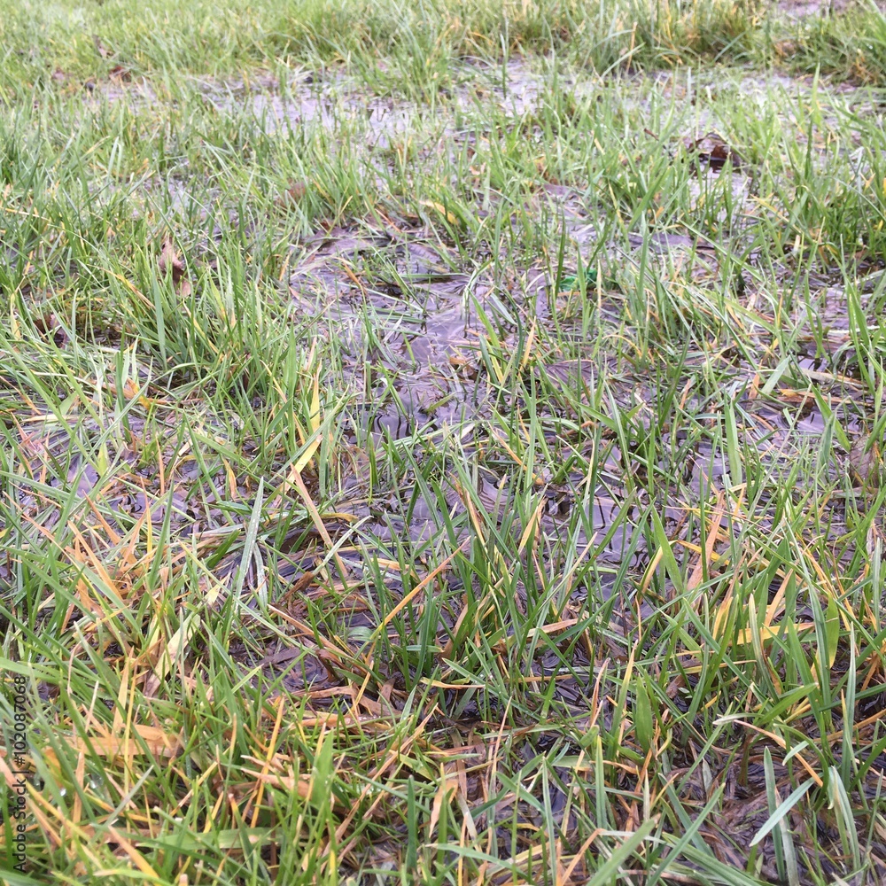 Regenwasser auf der Wiese Regenwasser auf der Wiese