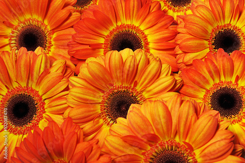photo of yellow and orange gerberas, macro photography and flowers background 