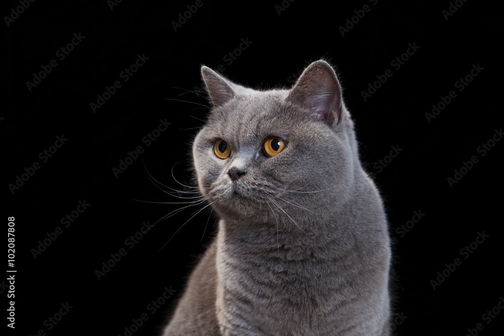 Grey cat on black background.