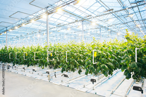 Fotografie Green crop in modern greenhouse