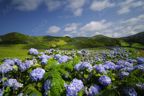 Flores, hydrangea wild field, azores, portugal photo