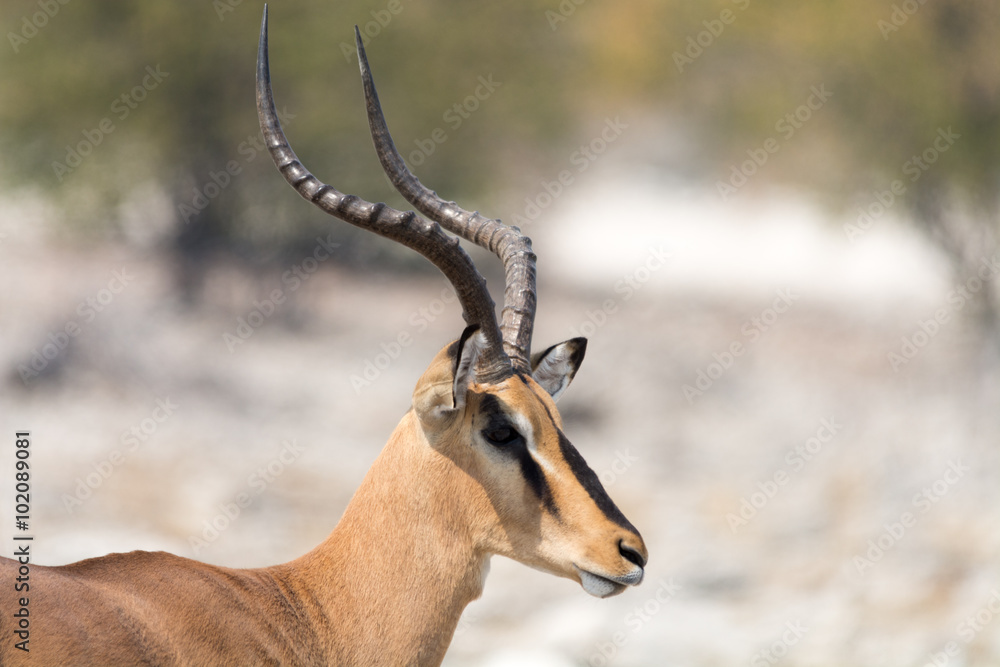 Blackfaced Impala seen from side Blackfaced Impala seen from side