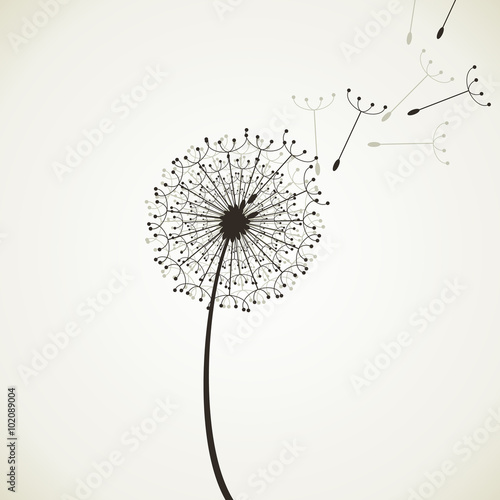 Flower a dandelion4