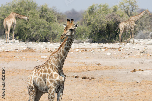 Photography Group of Giraffees