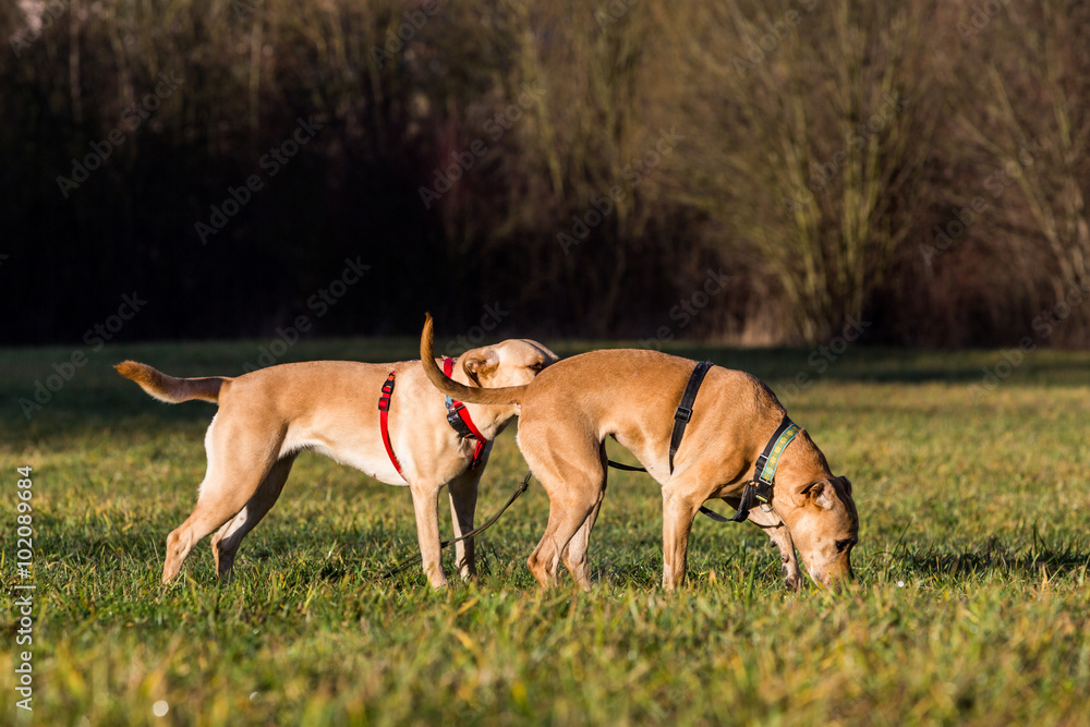 Brown mixed shelter dogs outside