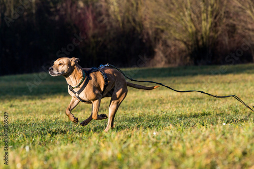 Brown mixed shelter dog