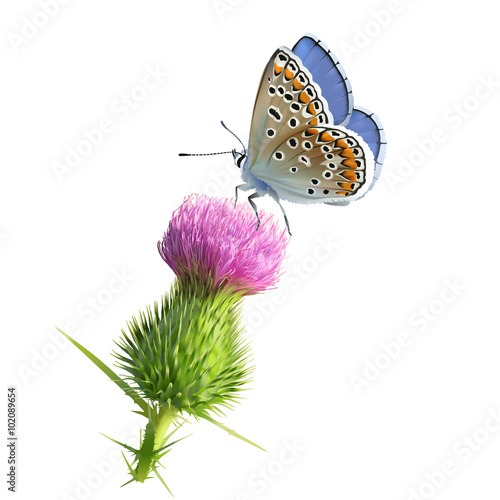 Butterfly Adonis blue on Thistle flower.
Hand drawn vector illustration of a male Adonis blue butterfly (Polyomatus bellargus) resting on a thistle flower. White background.