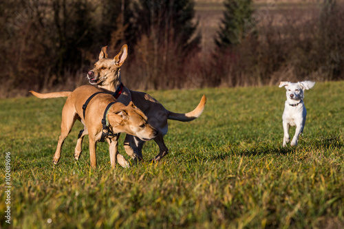 Brown mixed shelter dogs outside photo