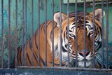 tiger in a cage in the menagerie