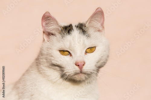 White cat closeup © oscity