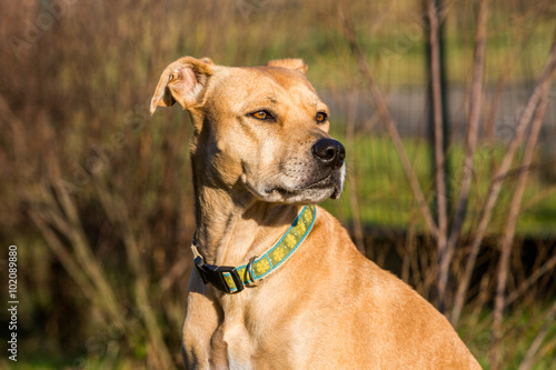 Mixed Pitbull and Labrador portrait