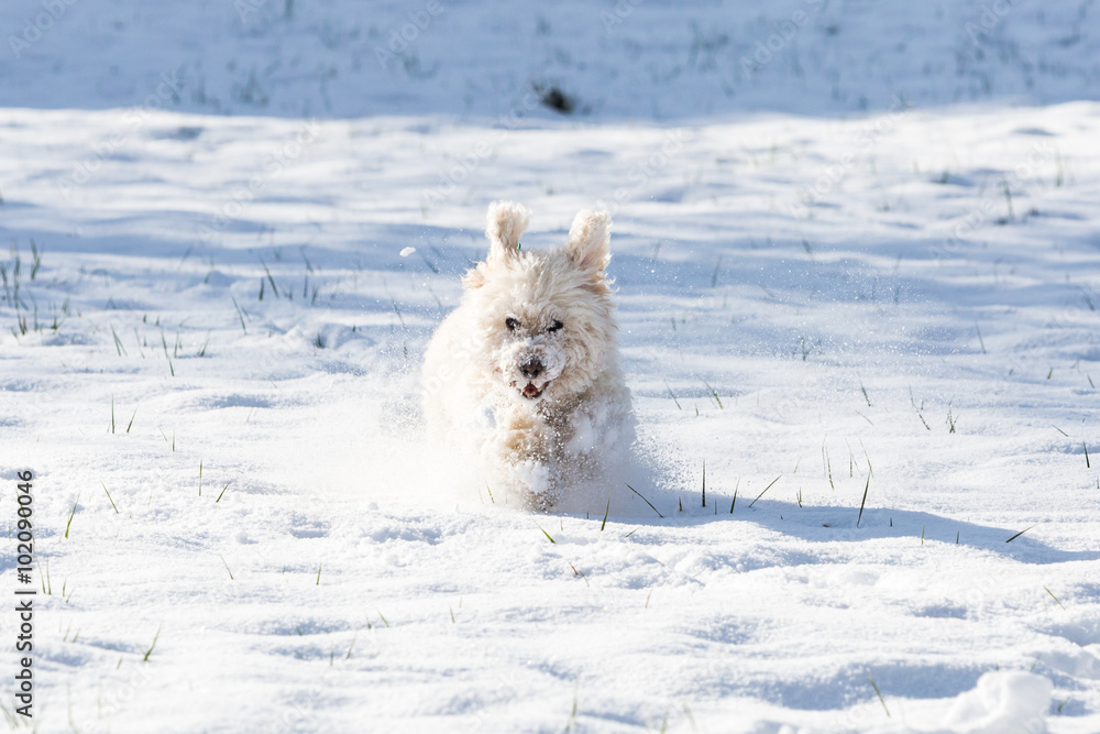White poodle playing in the snow