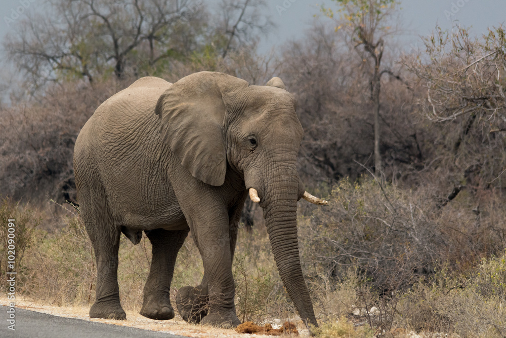 Elephant walking along tared road