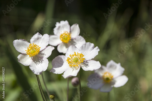 some flowers of Japanese anemone in garden