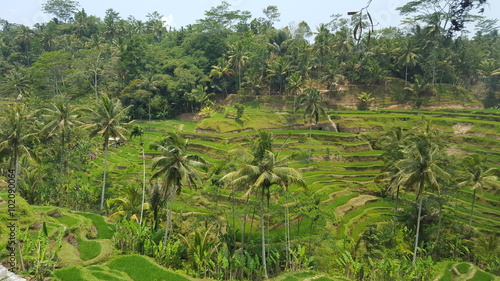 Tegalalang rice terraces, Ubud