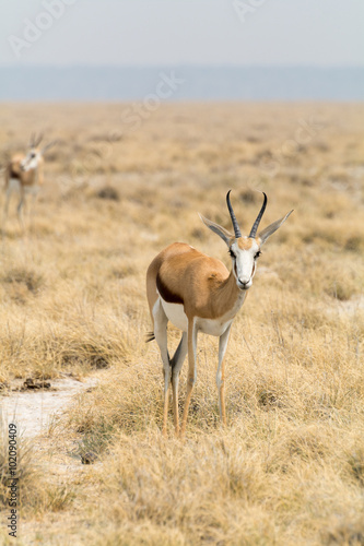 springbok in grass desert