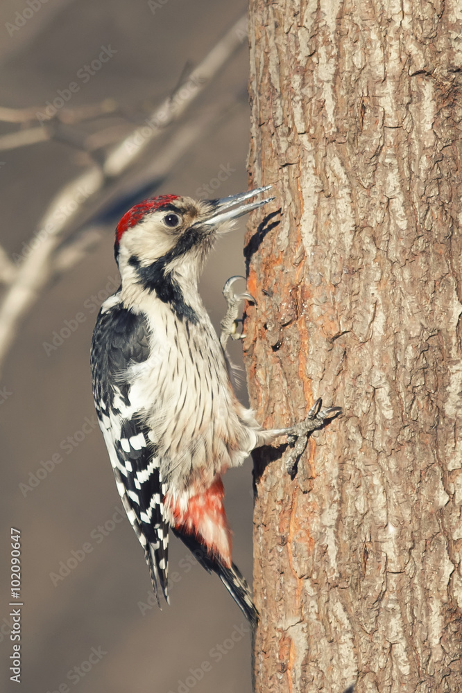 great spotted woodpecker sitting on tree in Park great spotted woodpecker sitting on tree in Park