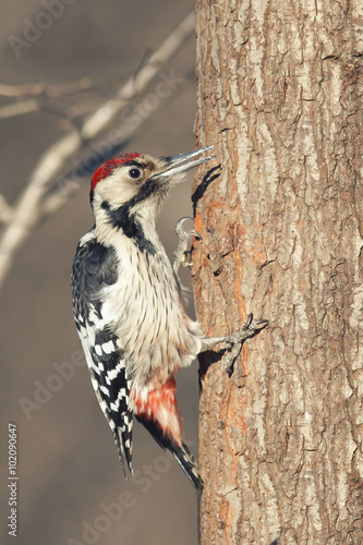 great spotted woodpecker sitting on tree in Park