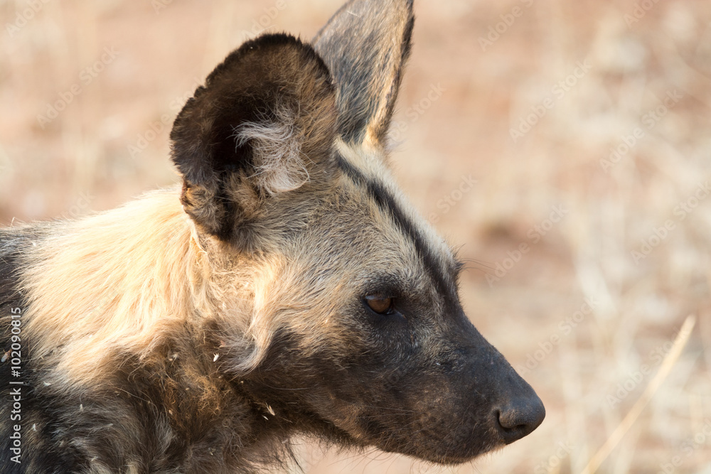 Portrait of a wild dog