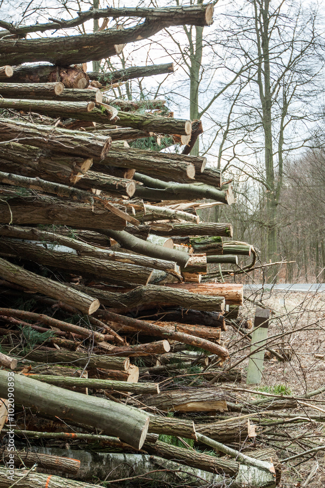 Cutting down trees in the forest Cutting down trees in the forest