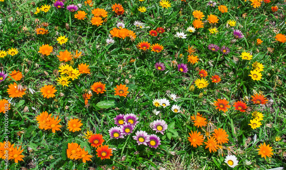 Bright flowers on the flowerbed.