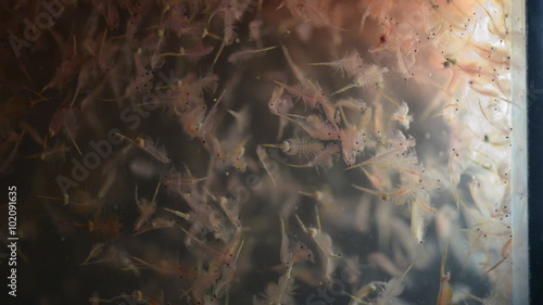 artemia plankton photo