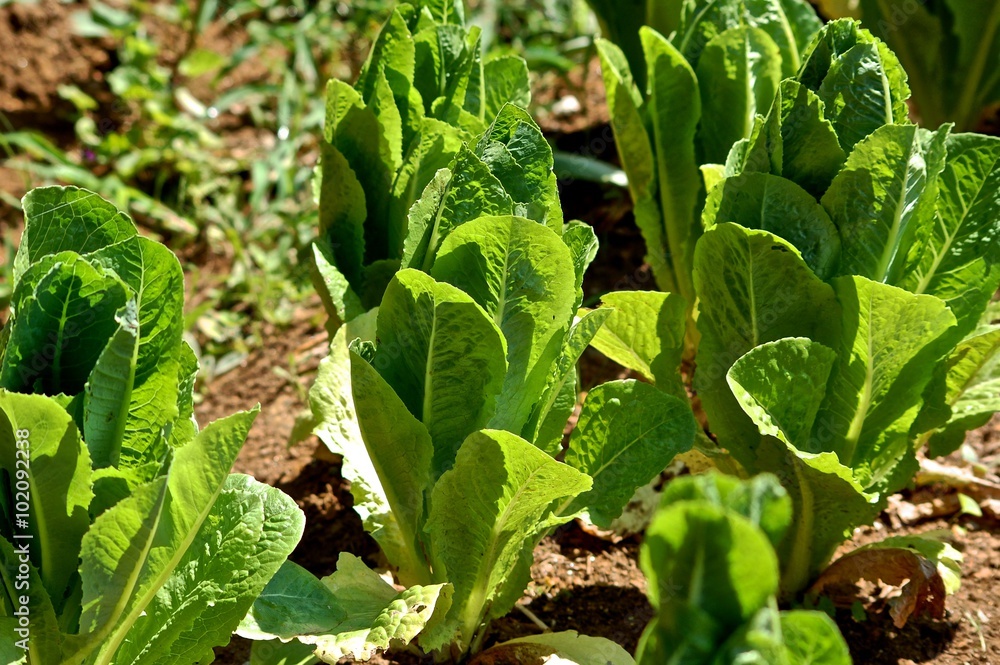 Naklejka premium Romaine Heads in Organic Garden 
