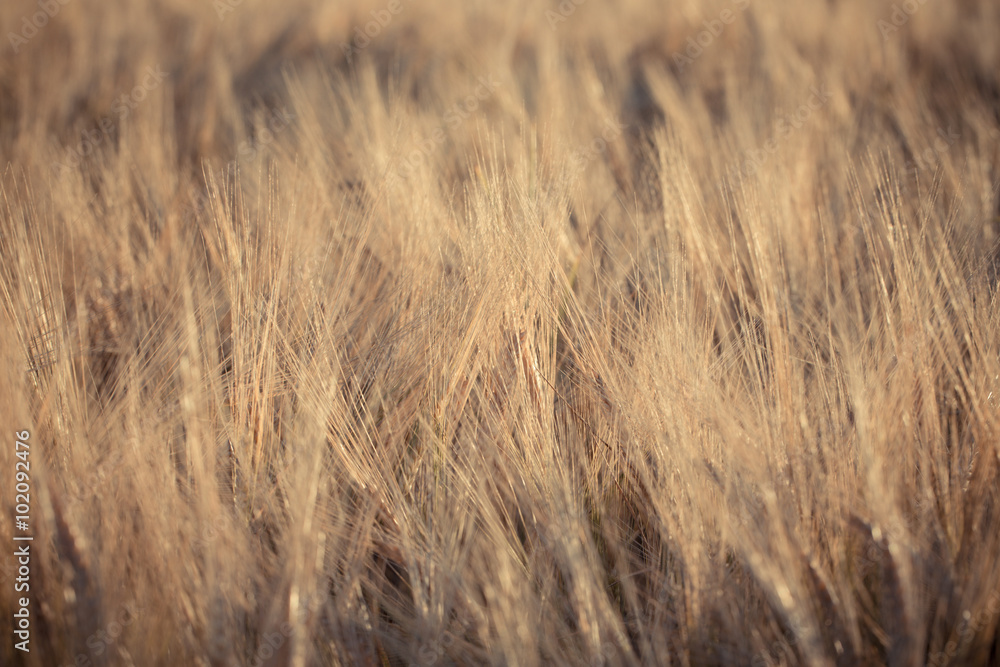 Wheat field Wheat field