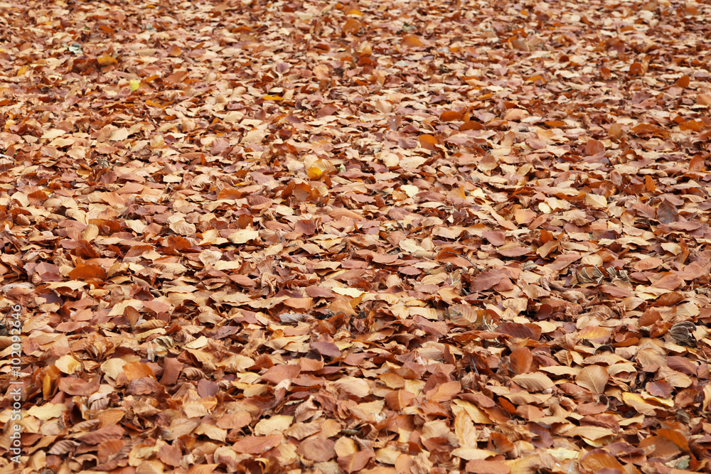 Autumn Leaves Autumn Leaves