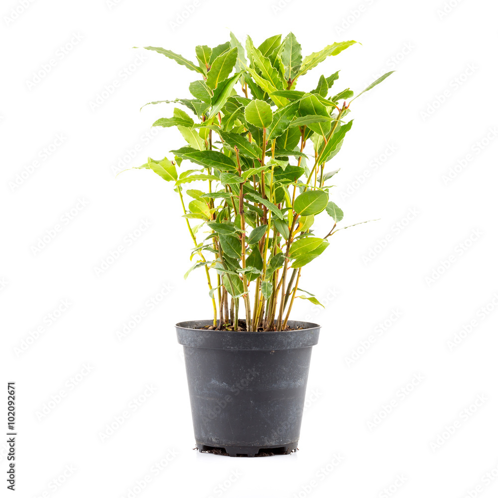 Small laurel tree in flower pot Small laurel tree in flower pot