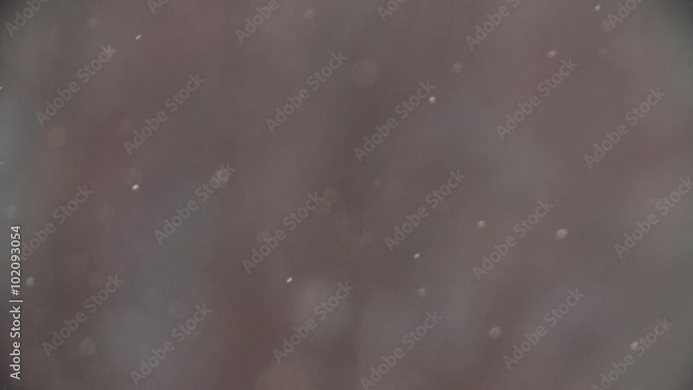the particles of snow, snowflakes falling in slow motion, abstract natural background, sunlight the particles of snow, snowflakes falling in slow motion, abstract natural background, sunlight