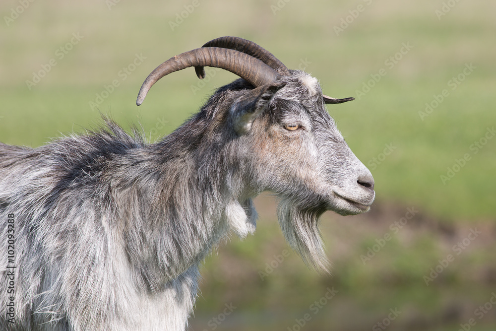 Grey goat standing in profile.