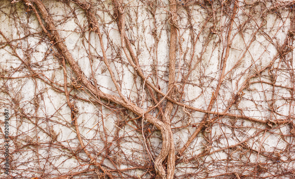 Fototapeta premium Wild grape vine.