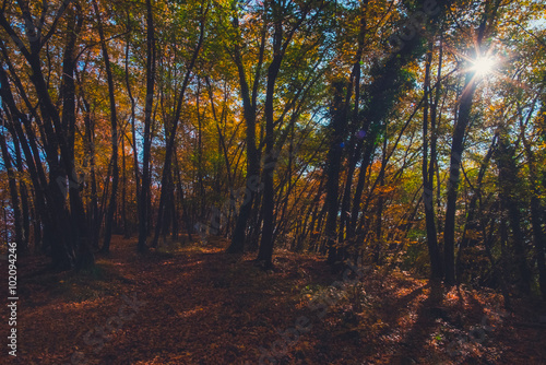 Colorful woods and forest in autumn