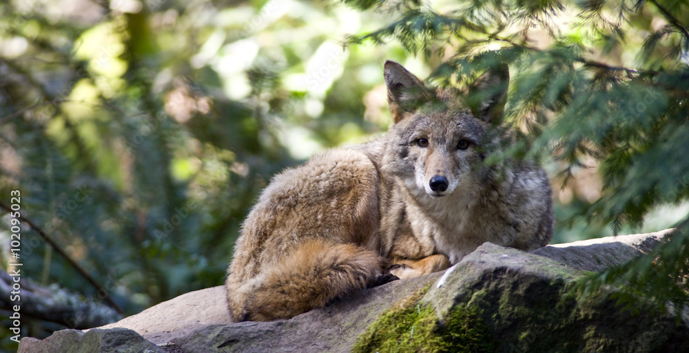 Naklejka premium Sun Hit Trail Redwood Path