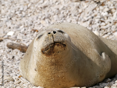 Fototapeta Naklejka Na Ścianę i Meble -  Mediterranean monk seal