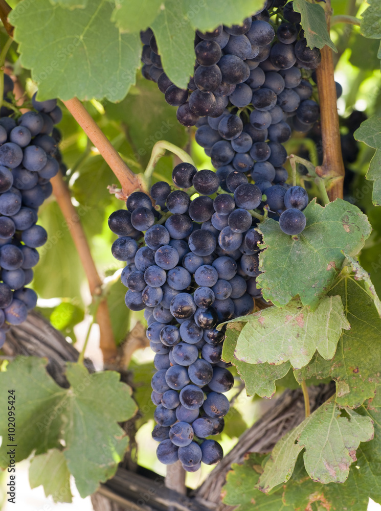 Grapes Clustered Together on Vintners Vine Farm Field