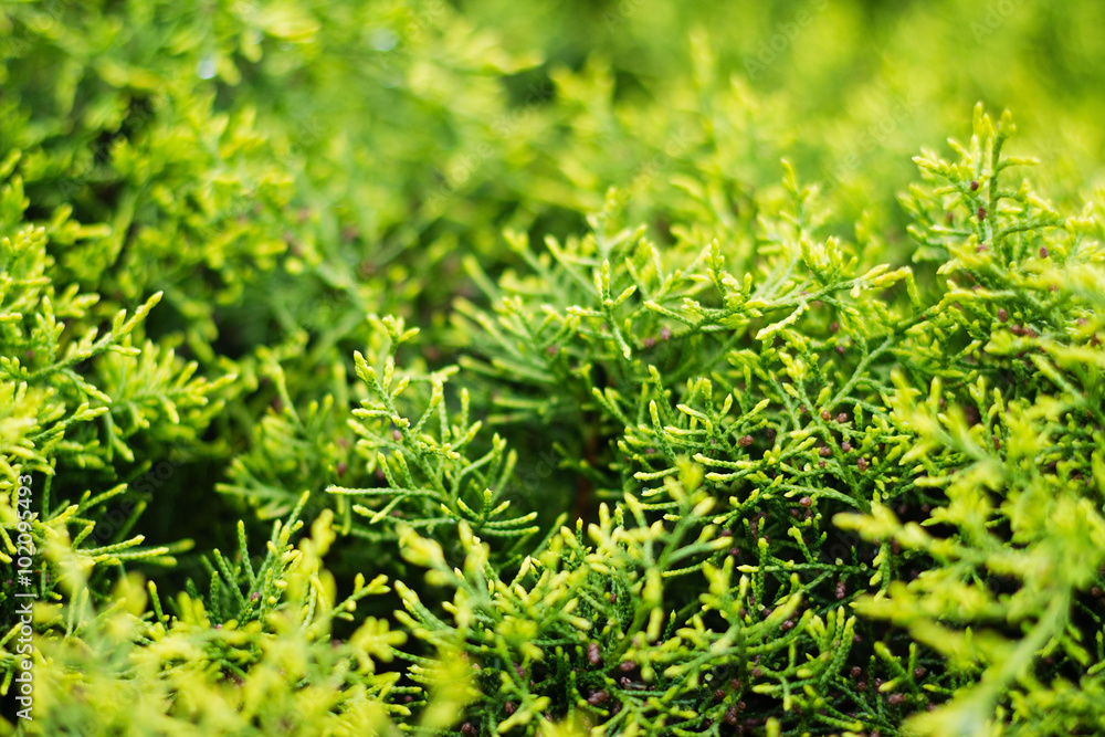Abstract nature background Abstract nature background