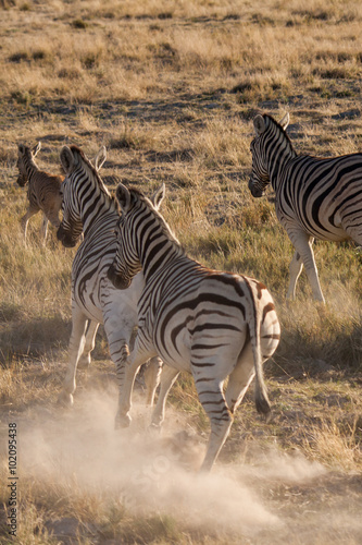 Zebras Running Away in Savannah of Etosha National Park  Namibia