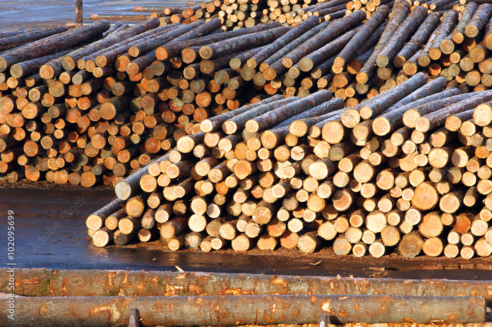 Lumber Mill Log Pile Wood Waiting to be Processed Lumber Mill Log Pile Wood Waiting to be Processed