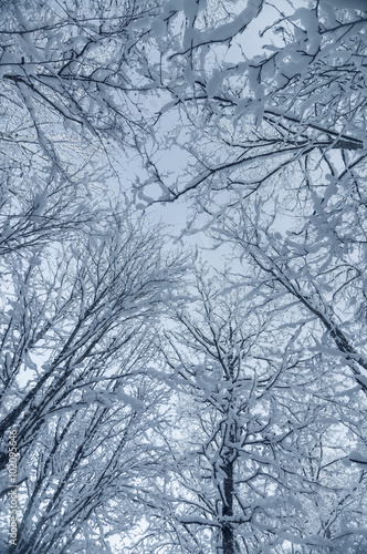 Snow-covered treetops against blue sky